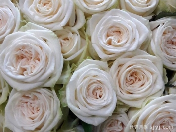 冰心月季/朱维纳Juwena