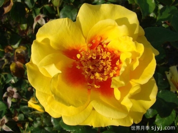 彼得的波斯月季Peter's Persica