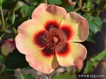 别致巴比伦眼睛月季Fancy Babylon Eyes