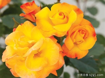 灿烂的微笑月季/灿烂的笑容Bright Smiles