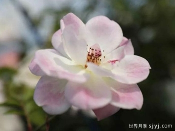 草莓冰山月季Strawberry Iceberg