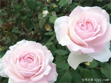 草莓奶昔月季Les fraises