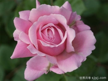 草莓秋千月季Strawberry Swing