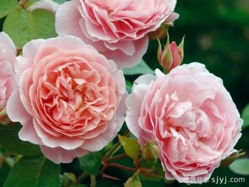 草莓山月季Strawberry Hill