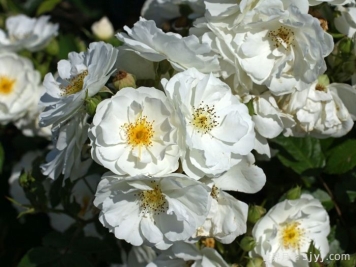 白帆之冬月季Spinnaker Amorina