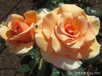 白兰地月季Brandy