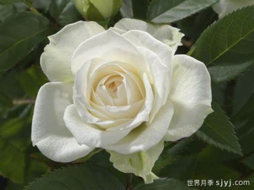 白色宝石月季White Jewel