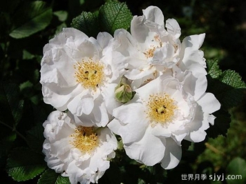 白色跑者月季White Roadrunner