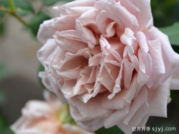 大地天使亚列尔月季/亚列尔Ariel