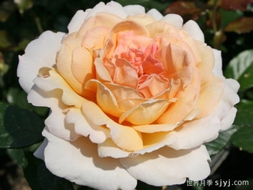 大公夫人路易斯月季/辛辣香水Grossherzogin Luise