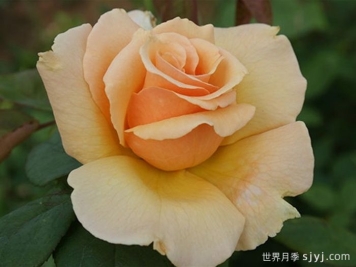 大奖章月季Medallion