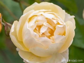 丹尼理念月季Dannahue