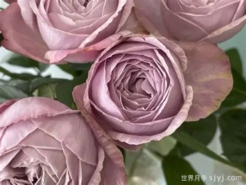 淡紫色棉花糖月季Mauve Gy Mauve