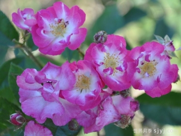 德特曼多花月季Dettman's Polyantha
