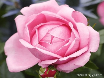 渴望月季/德西里月季Desiree