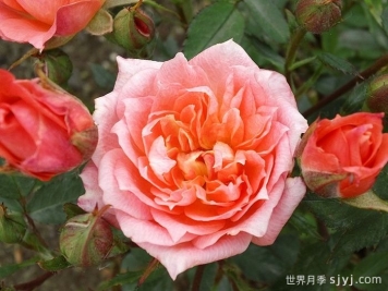 月季推荐，草裙舞女月季