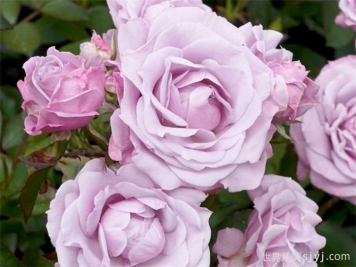 缠结月季/纠缠Tangles