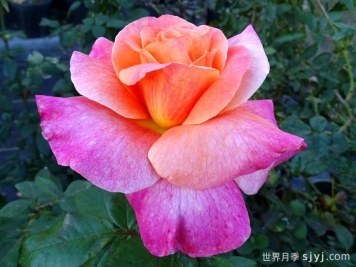 超现实月季Surreal