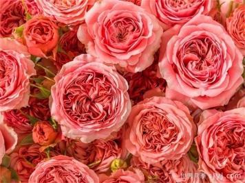 贝拉潮流月季/潮流贝拉月季Bella Trendsetter