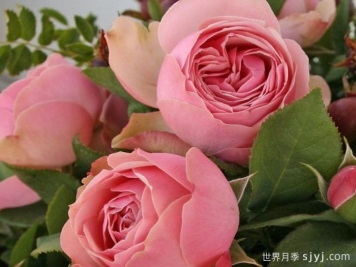 衬裙神行者月季Petticoat Freelander