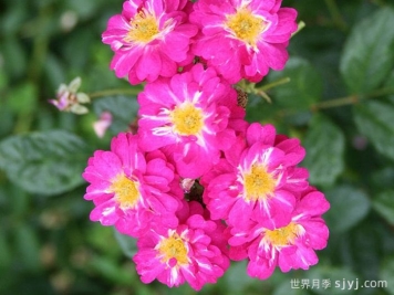 阿登儿童月季Enfant des Ardennes