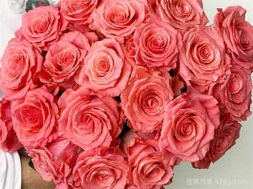 阿姆斯特丹月季Amsterdam