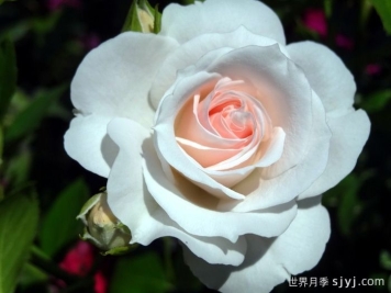 阿司匹林月季Aspirin