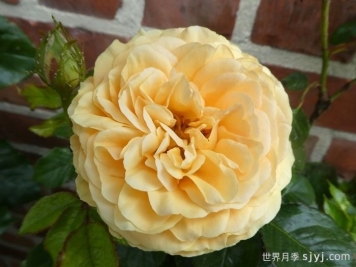 阿特科皇家月季Atco Royale