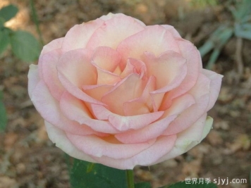 埃斯佩兰斯月季/希望/希冀Esperance