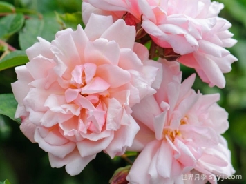 艾伯丁月季/阿尔伯丁月季Albertine