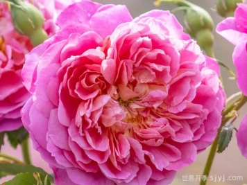 艾玛布里奇沃特月季Emma Bridgewater