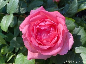 粉红豹月季/粉豹月季Pink Panther