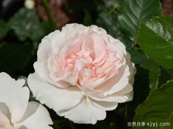 安娜安切尔月季/安娜安彻Anna Ancher