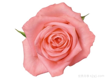 安娜卡丽娜月季/安卡丽娜Annakarina