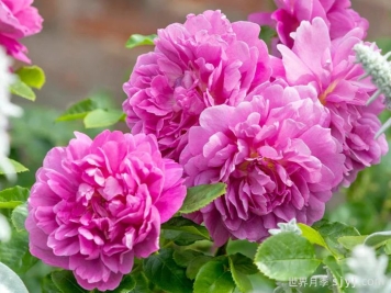 安妮公主月季Princess Anne