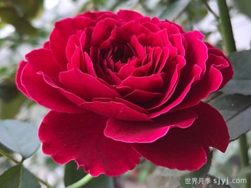 奥德赛月季Odysseia