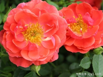 奥索易芒果酱月季Oso Easy Mango Salsa