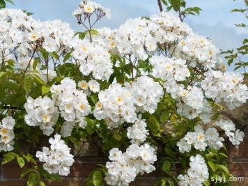 鲍比詹姆斯月季Bobbie James