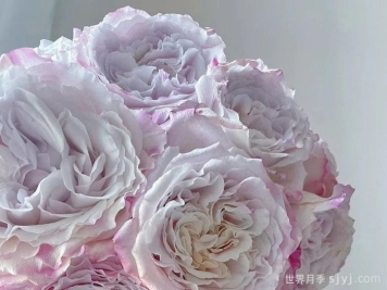 贝拉琳达仙女月季/仙女琳达月季Bella Linda Fairy