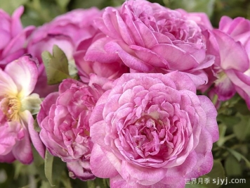 贝利西莫妈妈月季Bellissimo Mum