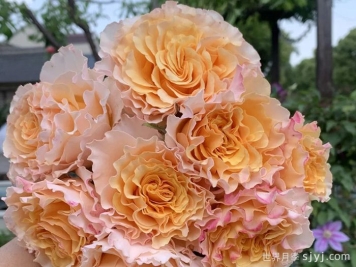 橙舞裙月季/橙色拉康帕内拉舞裙月季La Campanella