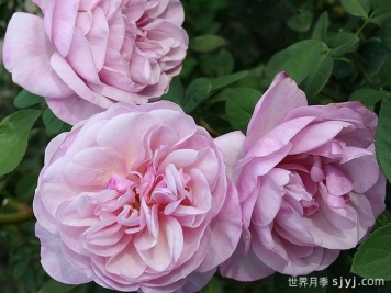 春游月季Spring Picnic