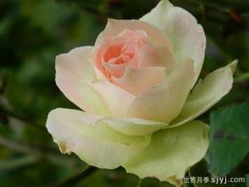 薄荷朱利普月季Mint Julep