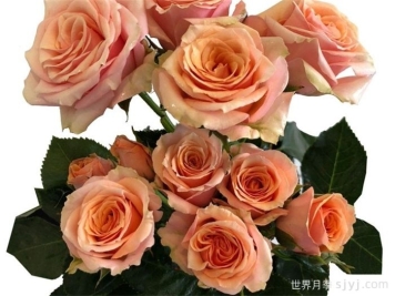 宝贝爱人月季Baby Rosever