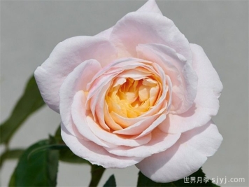 宝莉娜月季/保利纳Paolina Renaissance