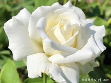 保罗二世月季介绍和优缺点