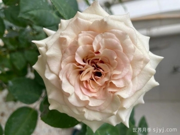 第九天使光之翼月季/翼天使Ailes