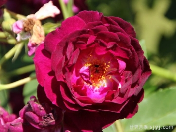 靛蓝骑士月季Indigo Knight