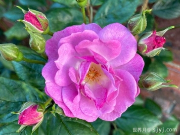 丁香花束月季/丁香日/丁香崛起Lilac Bouquet