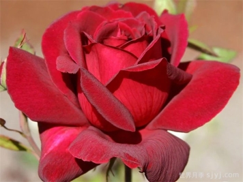 俄克拉荷马月季/奧克拉荷马Oklahoma